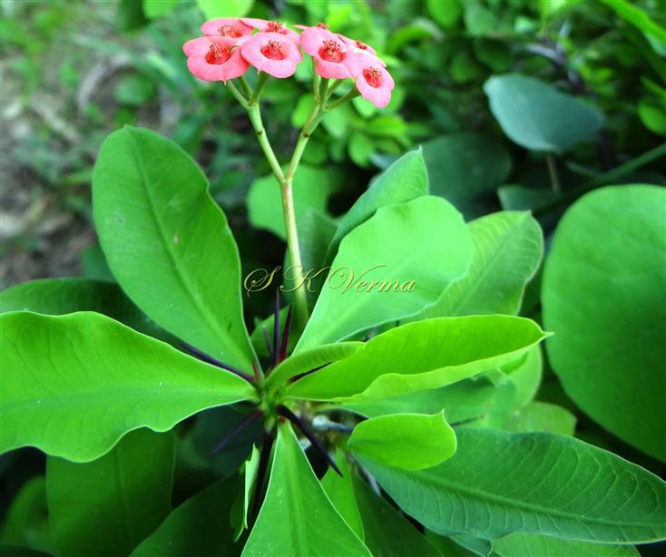  Inflorescence